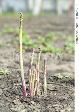 Spring and fresh asparagus. Spring and fresh asparagus. 64023292