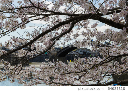 Kintai Bridge, Iwakuni City, Yamaguchi Prefecture Kintai Bridge, Iwakuni City, Yamaguchi Prefecture 64023818