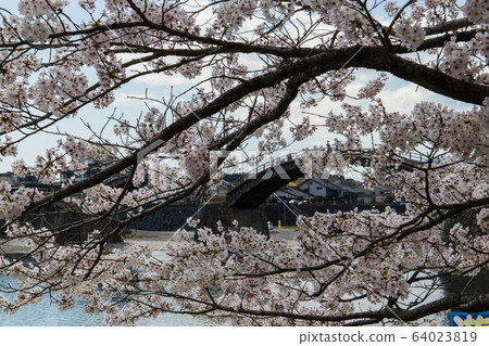 Kintai Bridge, Iwakuni City, Yamaguchi Prefecture Kintai Bridge, Iwakuni City, Yamaguchi Prefecture 64023819