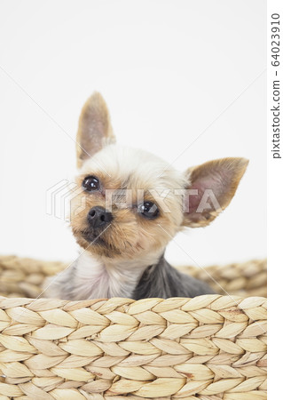 約克夏犬進入籃筐 約克夏犬進入籃筐 64023910