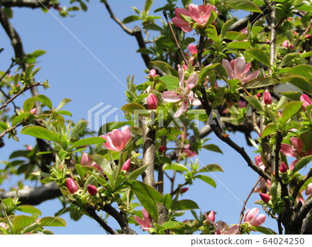 Pink flowers are Karin flowers Pink flowers are Karin flowers 64024250