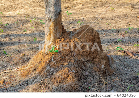 Termite nest on ground and pine tree. 64024356