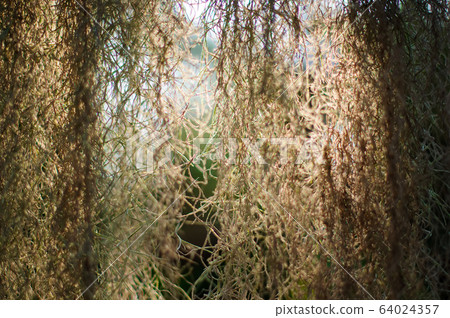 Abstract spring nature background of Spanish moss Abstract spring nature background of Spanish moss 64024357