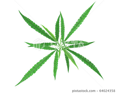 Cannabis or marijuana leaves plant digital 64024358