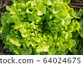 Clos up top view fresh ogranics green oak lettuce 64024675