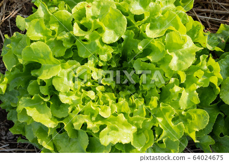 Clos up top view fresh ogranics green oak lettuce Clos up top view fresh ogranics green oak lettuce 64024675