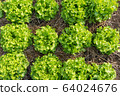 Clos up top view fresh ogranics green oak lettuce 64024676