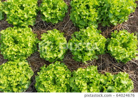 Clos up top view fresh ogranics green oak lettuce 64024676