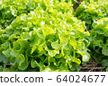 Clos up top view fresh ogranics green oak lettuce 64024677