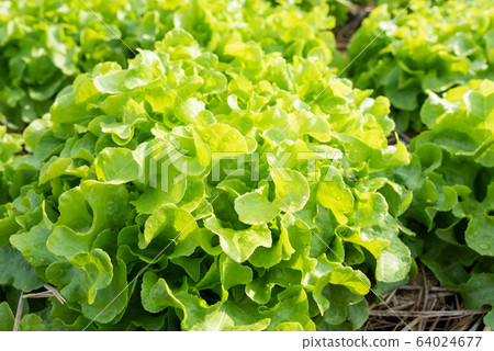 Clos up top view fresh ogranics green oak lettuce Clos up top view fresh ogranics green oak lettuce 64024677