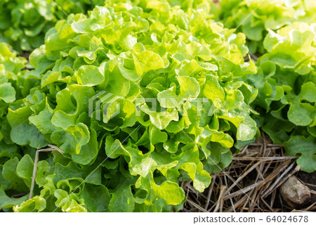 Clos up top view fresh ogranics green oak lettuce 64024678