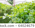 Close up green Chinese celery  aromatic vegetable 64024679