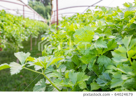 Close up green Chinese celery aromatic vegetable Close up green Chinese celery aromatic vegetable 64024679