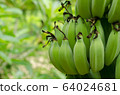 Close up a bunch of unripe green bananas 64024681