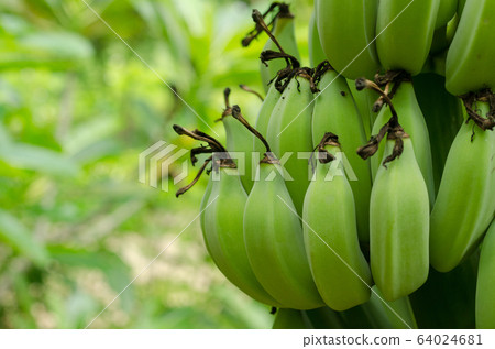 Close up a bunch of unripe green bananas 64024681
