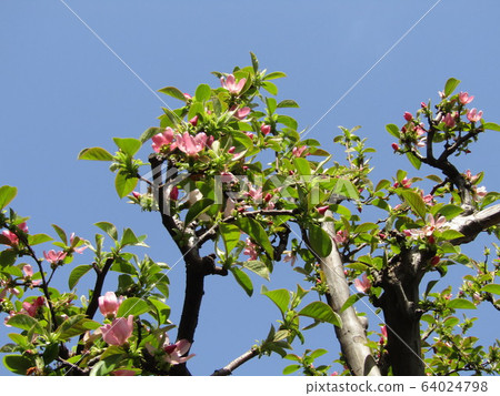 Pink flowers are Karin flowers 64024798
