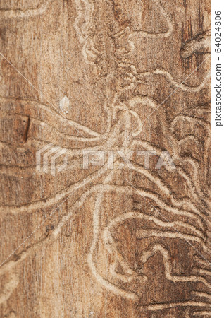 The bark beetle tunnels The bark beetle tunnels 64024806