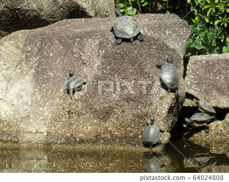 Tortoise to pond of Inage beach park 64024808