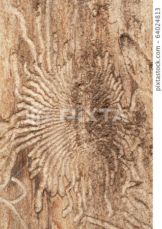 The bark beetle tunnels 64024813