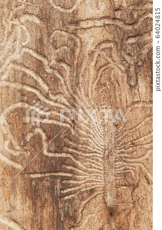 The bark beetle tunnels The bark beetle tunnels 64024815