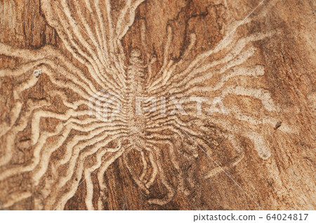The bark beetle tunnels, closeup The bark beetle tunnels, closeup 64024817