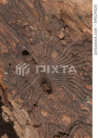 The bark beetle tunnels 64024820