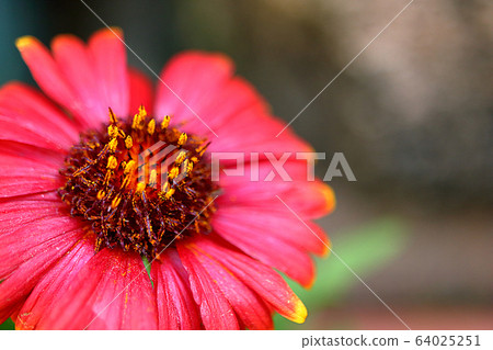 Gaillardia Gaillardia 64025251