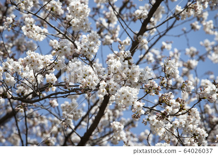 Cherry blossoms and clear blue sky 64026037