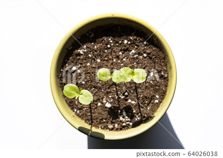 A flower pot with sprouts growing A flower pot with sprouts growing 64026038