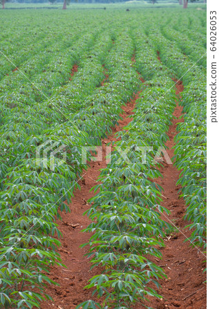 row of cassava in field. young cassava growing in plantation row of cassava in field. young cassava growing in plantation 64026053