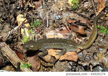 Black Salamander Male Black Salamander Male 64026174