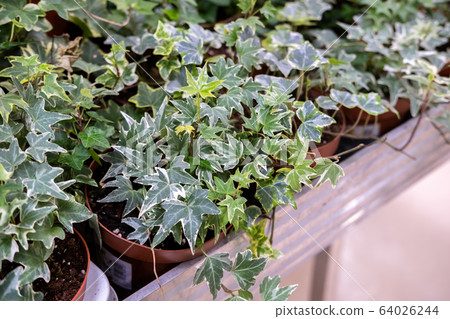 Hedera Helix or Devil's ivy planters Hedera Helix or Devil's ivy planters 64026244