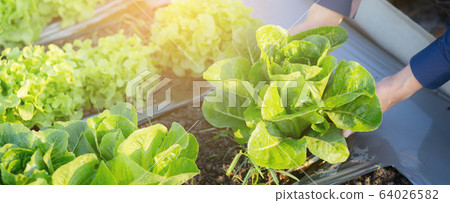 Closeup hands young man farmer checking and holding fresh organic vegetable in hydroponic farm 64026582