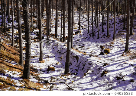 Forest belt of Torikura Forest Road Forest belt of Torikura Forest Road 64026588
