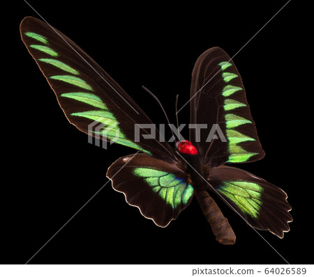 Green butterfly isolated on a black background Green butterfly isolated on a black background 64026589