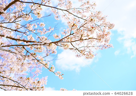Cherry Blossoms Cherry Blossoms 64026628