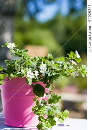 White flowers Bacopa (Sutera diffusus) in pink White flowers Bacopa (Sutera diffusus) in pink 64026841