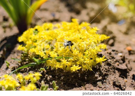 Yellow Sedum palmeri, also called Palmer's 64026842