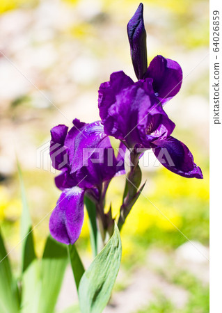 Iris planifolia flower. Purple Iris flower bloom Iris planifolia flower. Purple Iris flower bloom 64026859