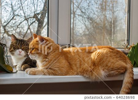 Red and gray cat sit together on the windowsill Red and gray cat sit together on the windowsill 64028698