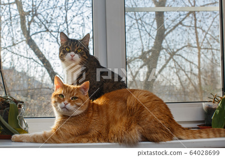 Red and gray cat sit together on the windowsill Red and gray cat sit together on the windowsill 64028699