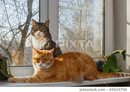 Red and gray cat sit together on the windowsill 64028700