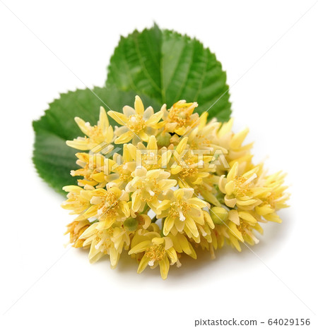 Linden flowers isolated on white backgrounds. Linden flowers isolated on white backgrounds. 64029156
