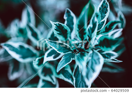 Green plant botanical natural background Green plant botanical natural background 64029509