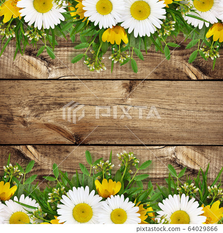 Summer wild flowers edge 64029866