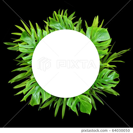 Green leaves of chameadorea palm and monstera with 64030050