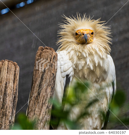 Egyptian vulture,Neophron percnopterus in Jerez de 64030197