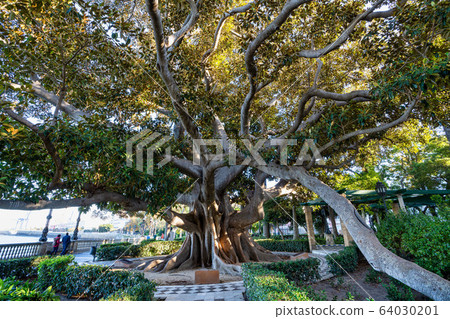 Alameda de Apodaca, a public park in Cadiz, Alameda de Apodaca, a public park in Cadiz, 64030201
