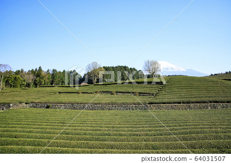 茶園（春天） 64031507