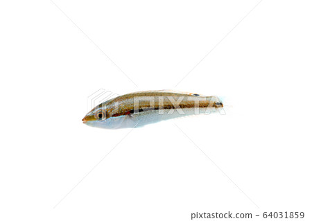 Juvenile Kamina Rivera Juvenile Kamina Rivera 64031859